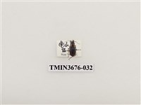 藏品(步行蟲(2))的圖片